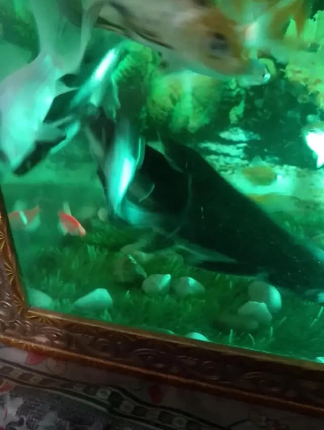 8 inch blue line shark pair for sale