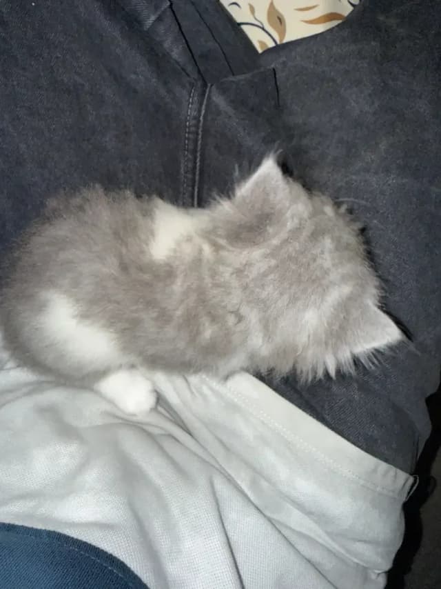 Kittens