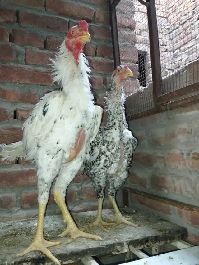 German shamo