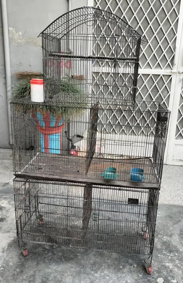 5 portion Birds Cage