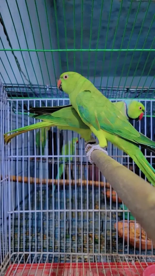 Beautiful green pair sale