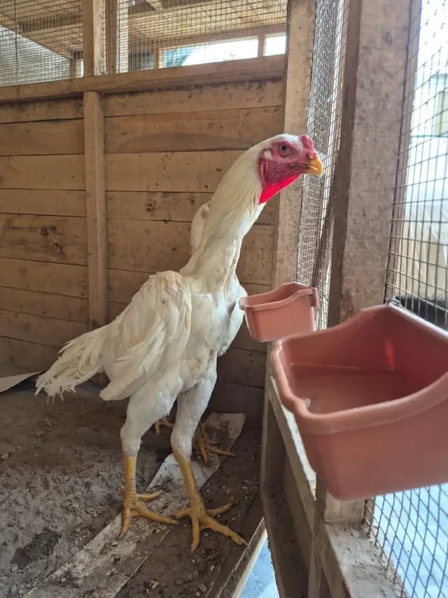 White King Shamo breeder | Supreme Quality shamo _pure aseel shamo