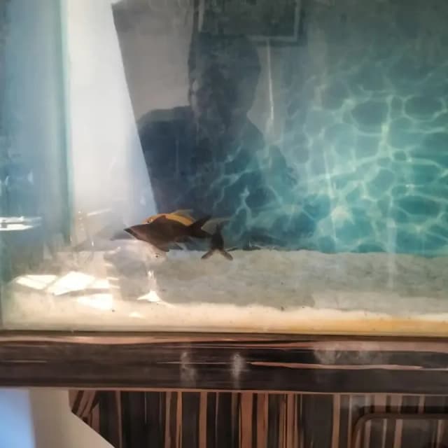3 feet Aquarium with  Fishes