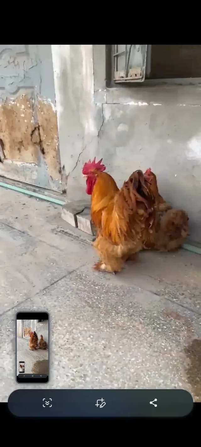 Heavy buff eggs for sale