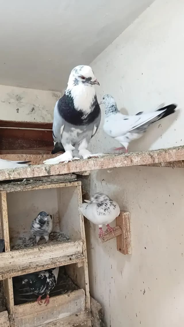 Fancy pigeon