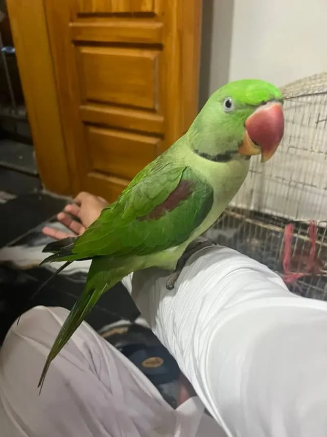 Raw parrot fully talking tamped