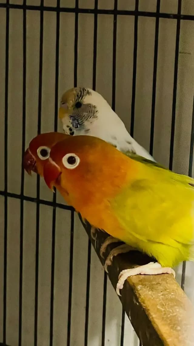2 pair lovebirds parrot 1 pair Australian parrot