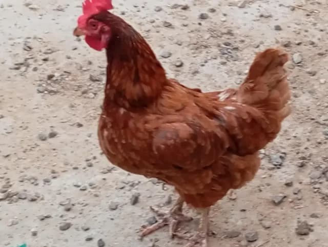 rir female