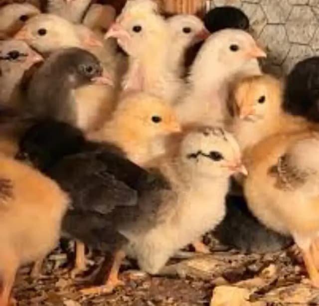 Golden Misri chick 65rs one day old chicks