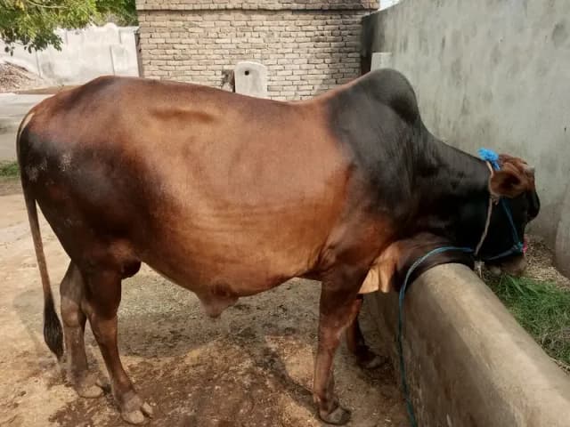 **Title:** Khoobsurat Waarka Bail Farokht Ke Liye Dastiyab – Umar 2 Sa