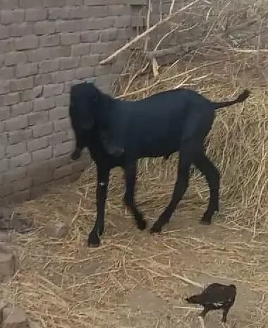 pure desi ambarsari kala bakra 5 months