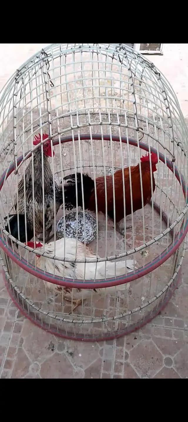 Desi hens