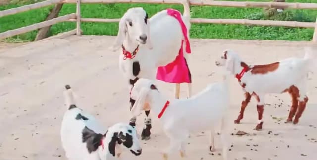 3 Bacchon Ka Sath Desi Bakri For Sale = 03247915246