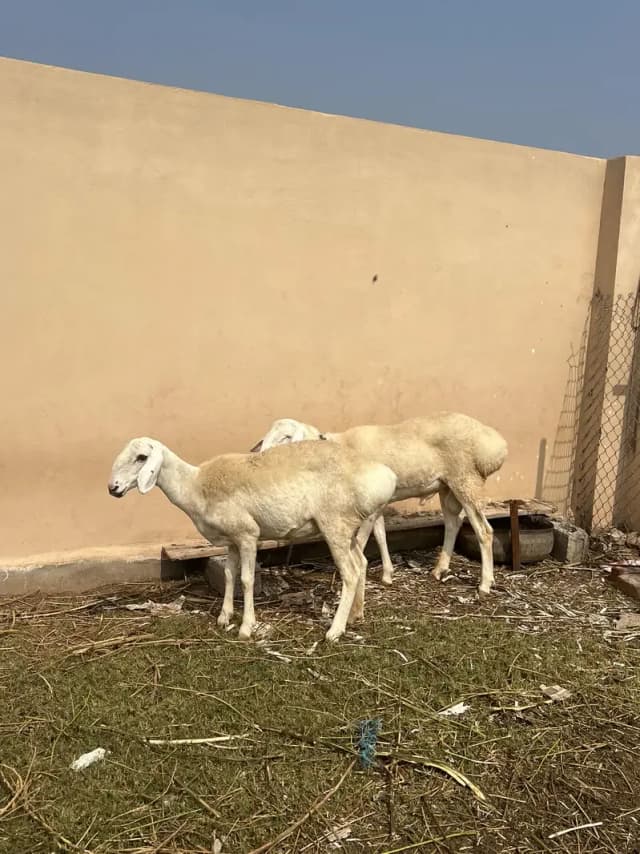 Sheep Dumba Breeder Pair