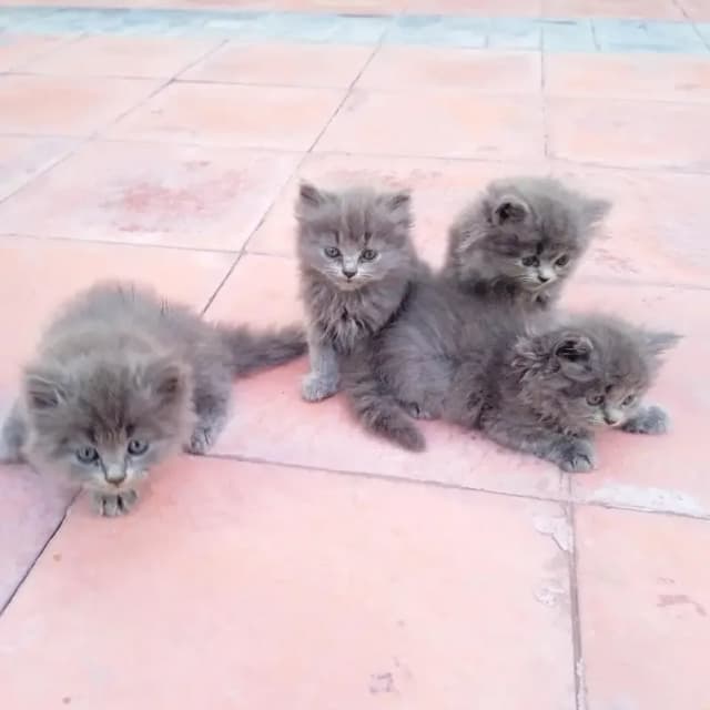 British shorthair kittens
