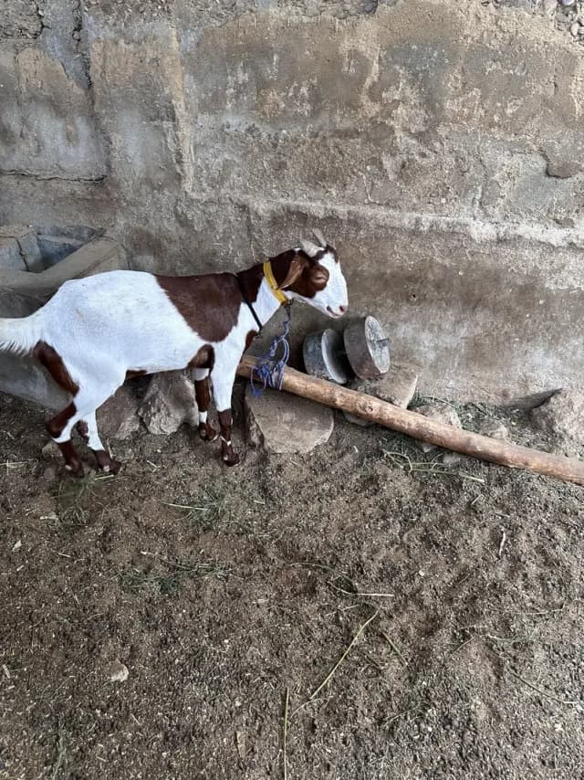 Bakri