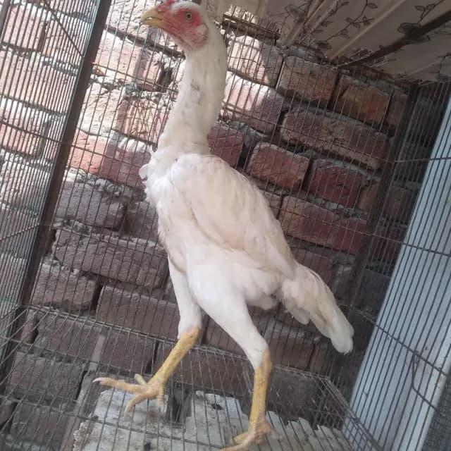 for sale