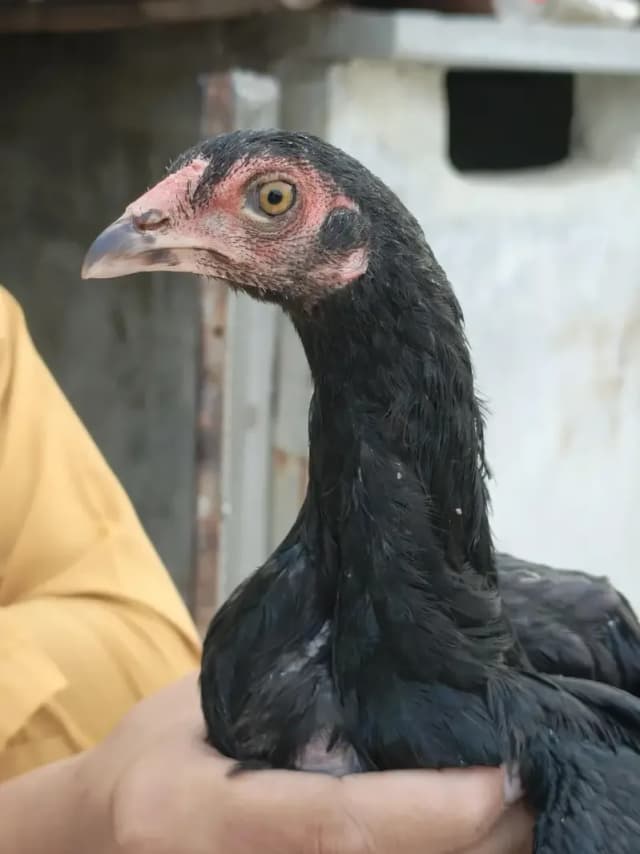 Mushka aur Java Aseel