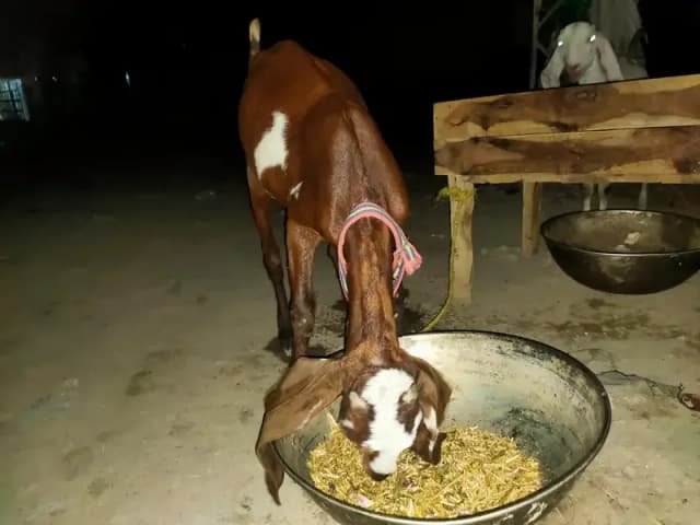 03009355440 Female Desi Goats | 4 months |i | Home Breed goat