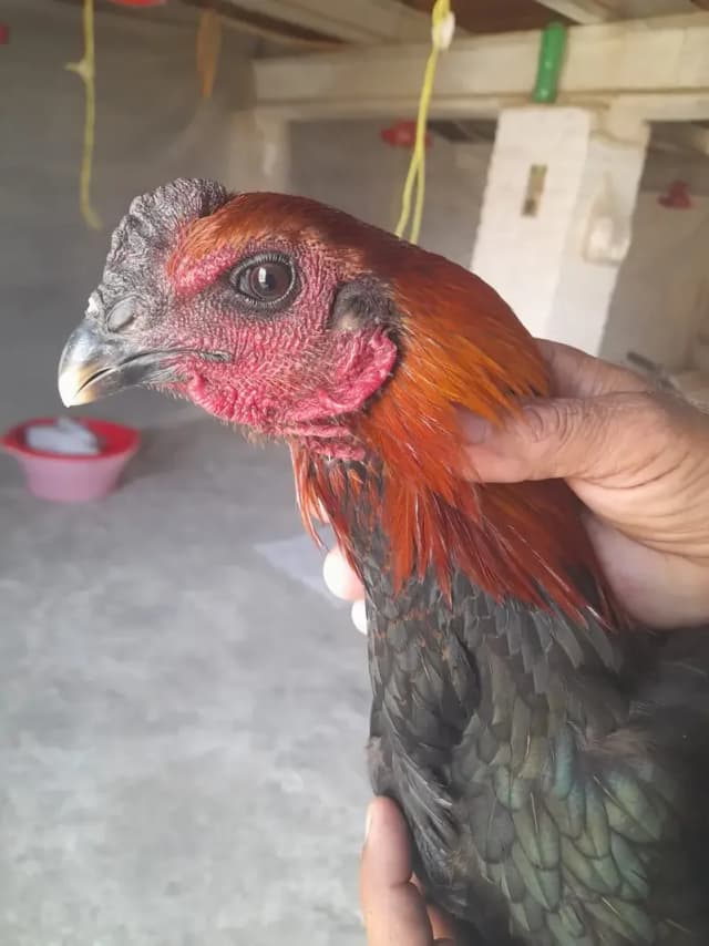 Aseel Dragon Murga | Aseel murga | aseel hens | aseel Dragon roaster