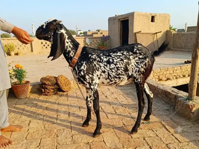Gabban Path for sale