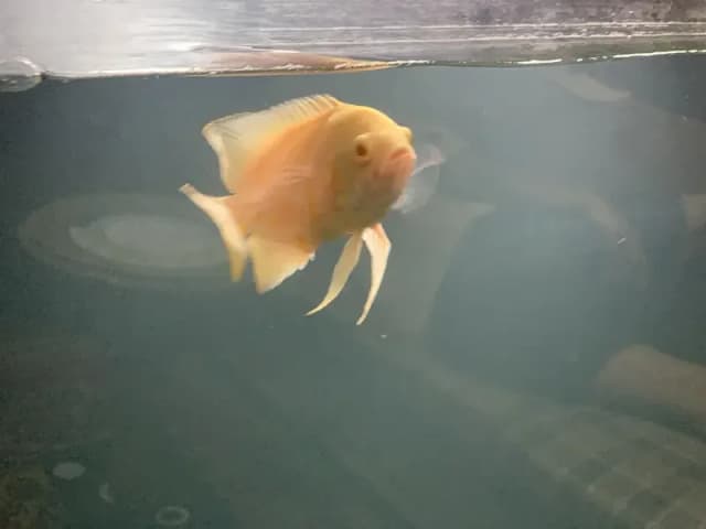 Healthy Albino Oscar Fish (Active & Healthy) – Around 6 Inches