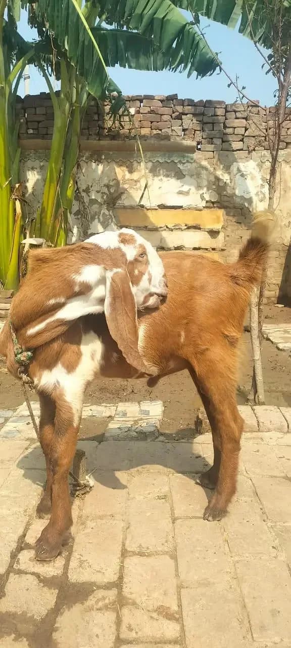 2 male 8 month 03431123442 my what's up