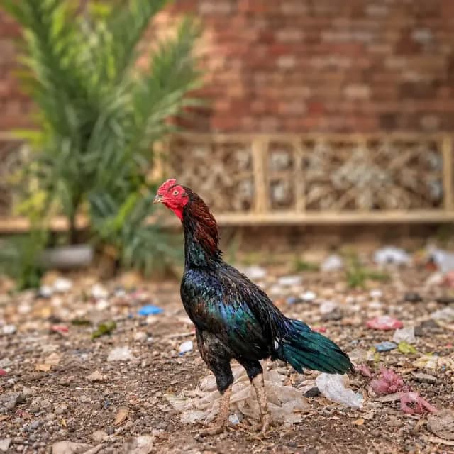 sindhi murga for sale