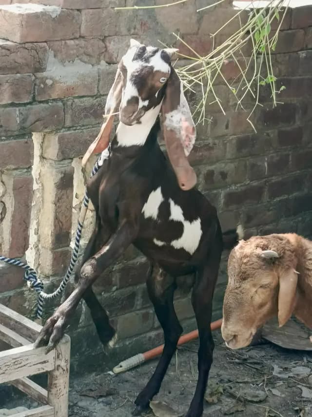pure desi BAKRA