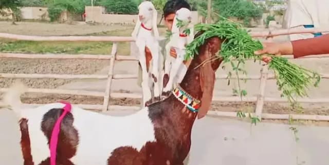 2 bacchon wali bakri for sale call=03256811956
