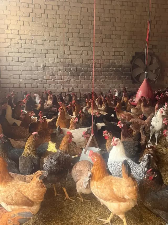 golden misri | Andy wali murghi | Egg laying hens | 5.5 month old hens