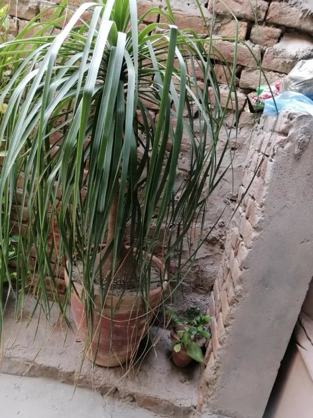 pony tail plant