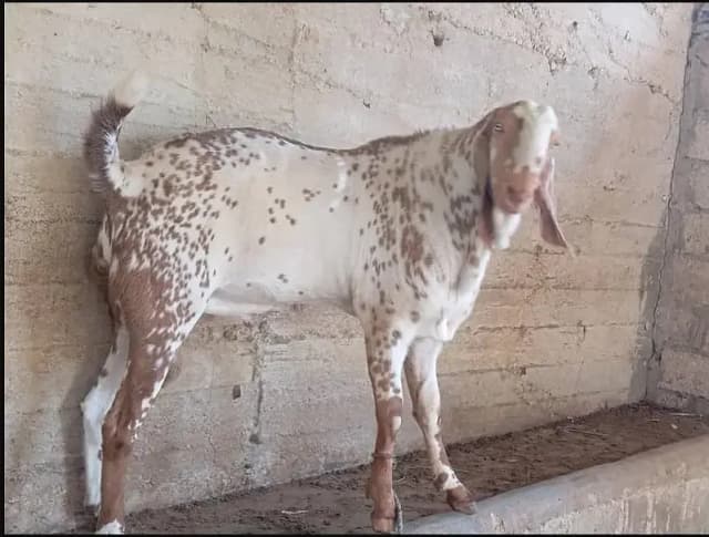 Ando Bakra |  4 daant  | breeder Male |  Desi Bakra For sale |