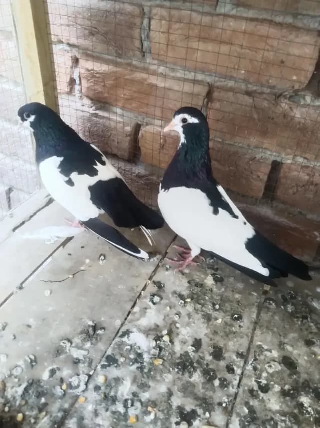 Sabz khaal Breader pair