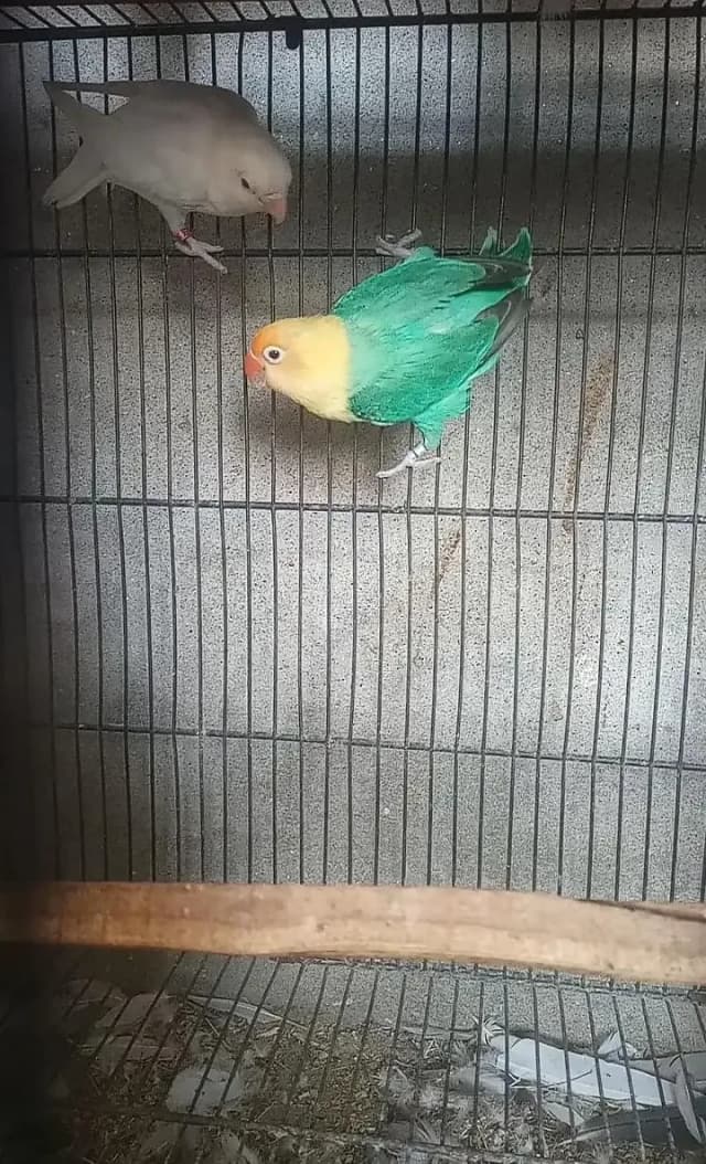 lovebird