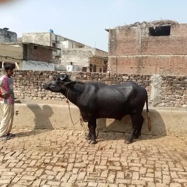 1 Breader Chota  3 choti tazi soi  mobile 0333-8684983