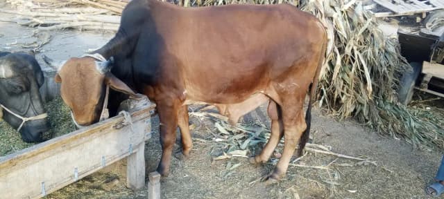 وچھا ساہیوال نسل کا دو دانت دوندا  وچھا