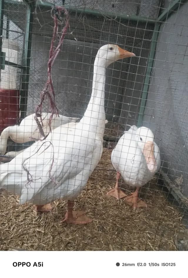 healthy ducks ha sab