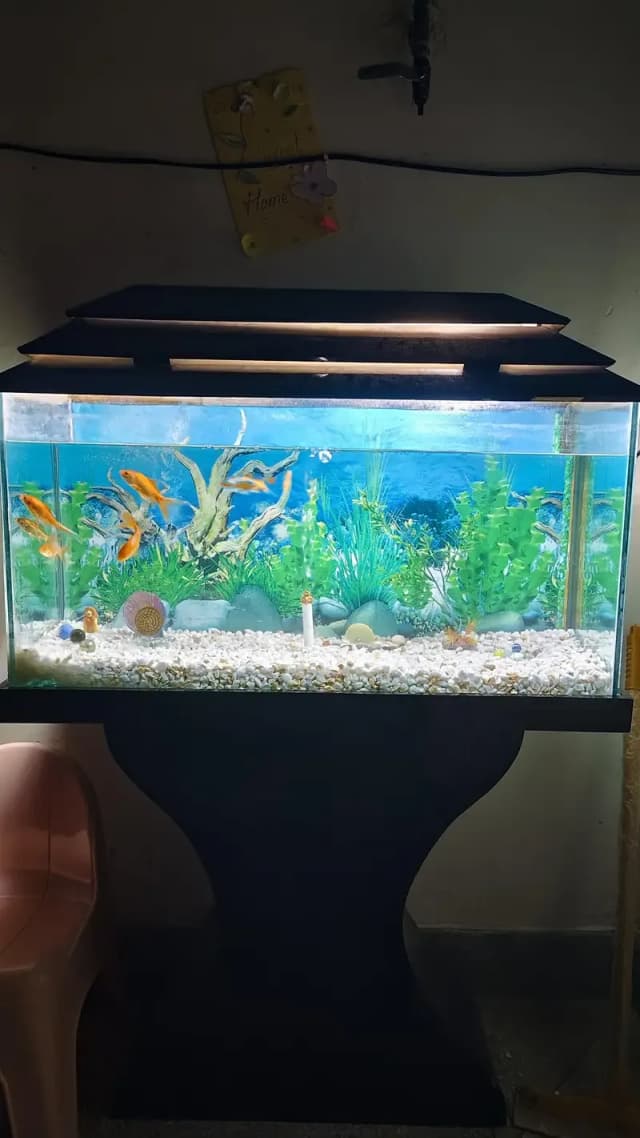 Aquarium & Fishes for Sale