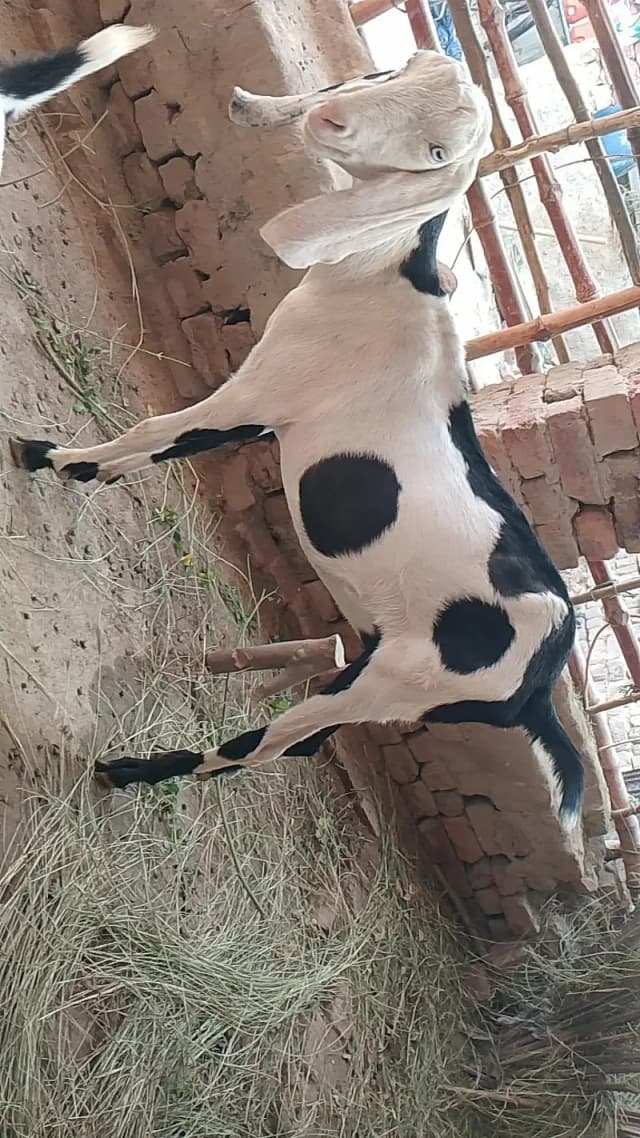 Dogli bkri