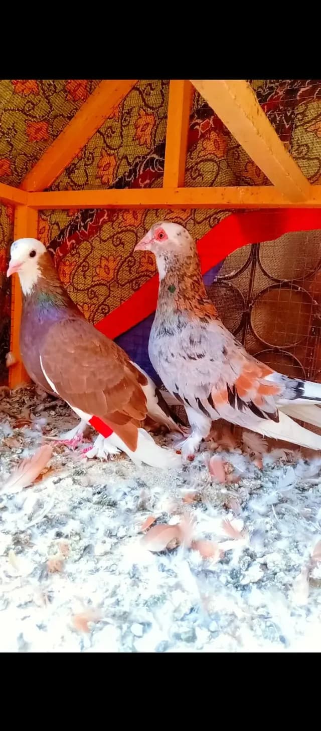 bahrtiya mukhi breeder pair pigeons for sale kabotar kabutar fancy