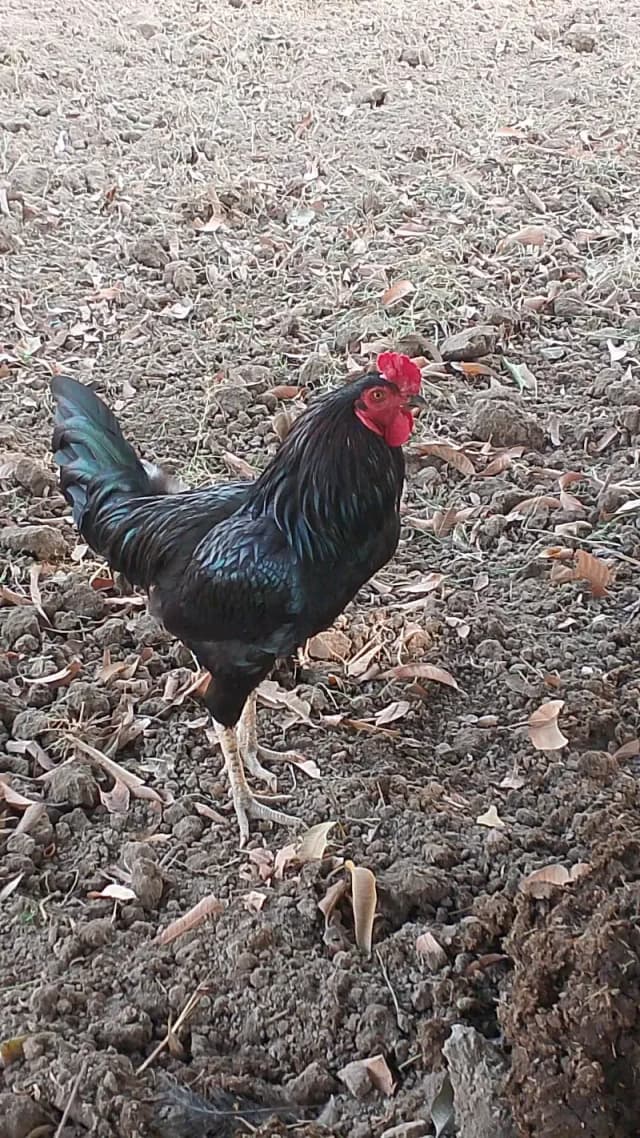 Aseel cock for sale in best price