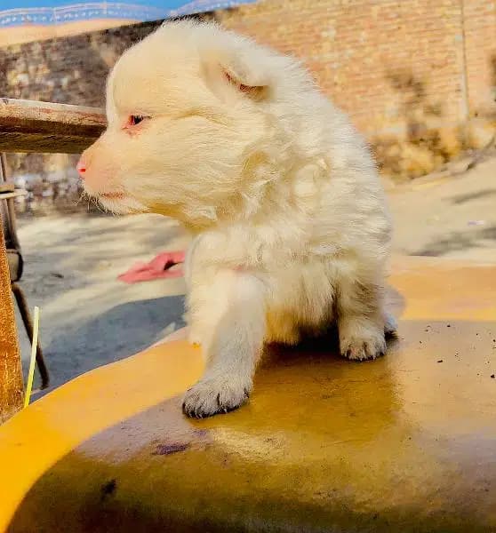 Russian pups