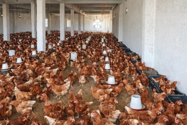 Lohman | Lohman brown | lohman eggs laying hens | 360 eggs in 1 year