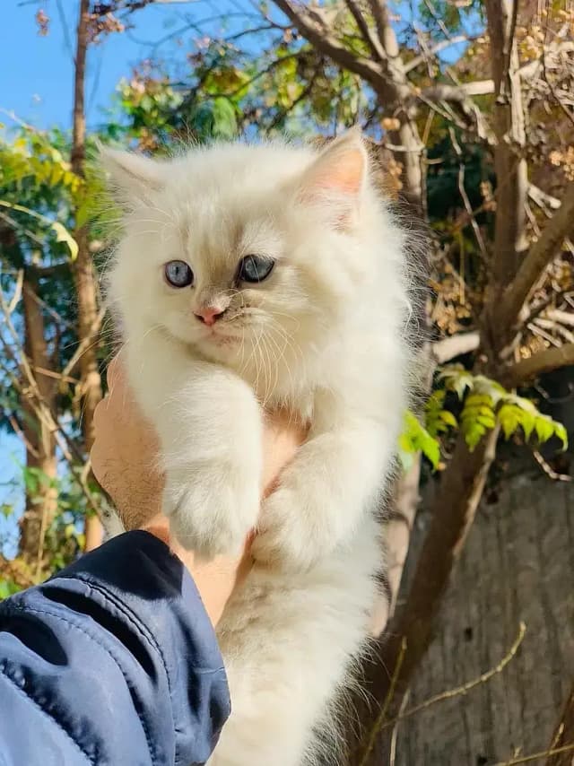 Persian kittens| triple Coated | Punch Face kittens |cute | white Cats