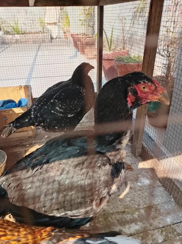 Black Aseel Murgi