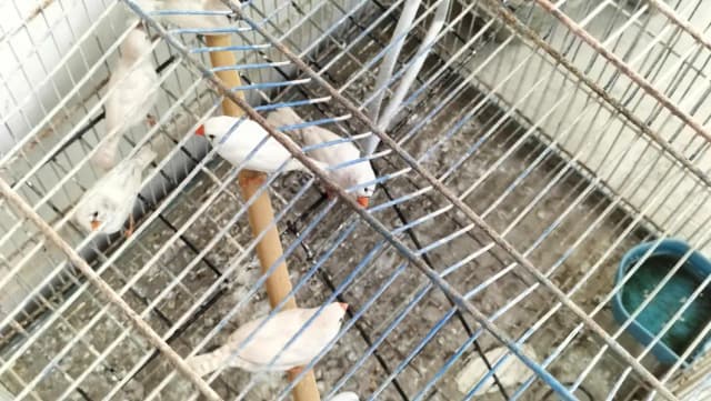 Finche white Pairs
