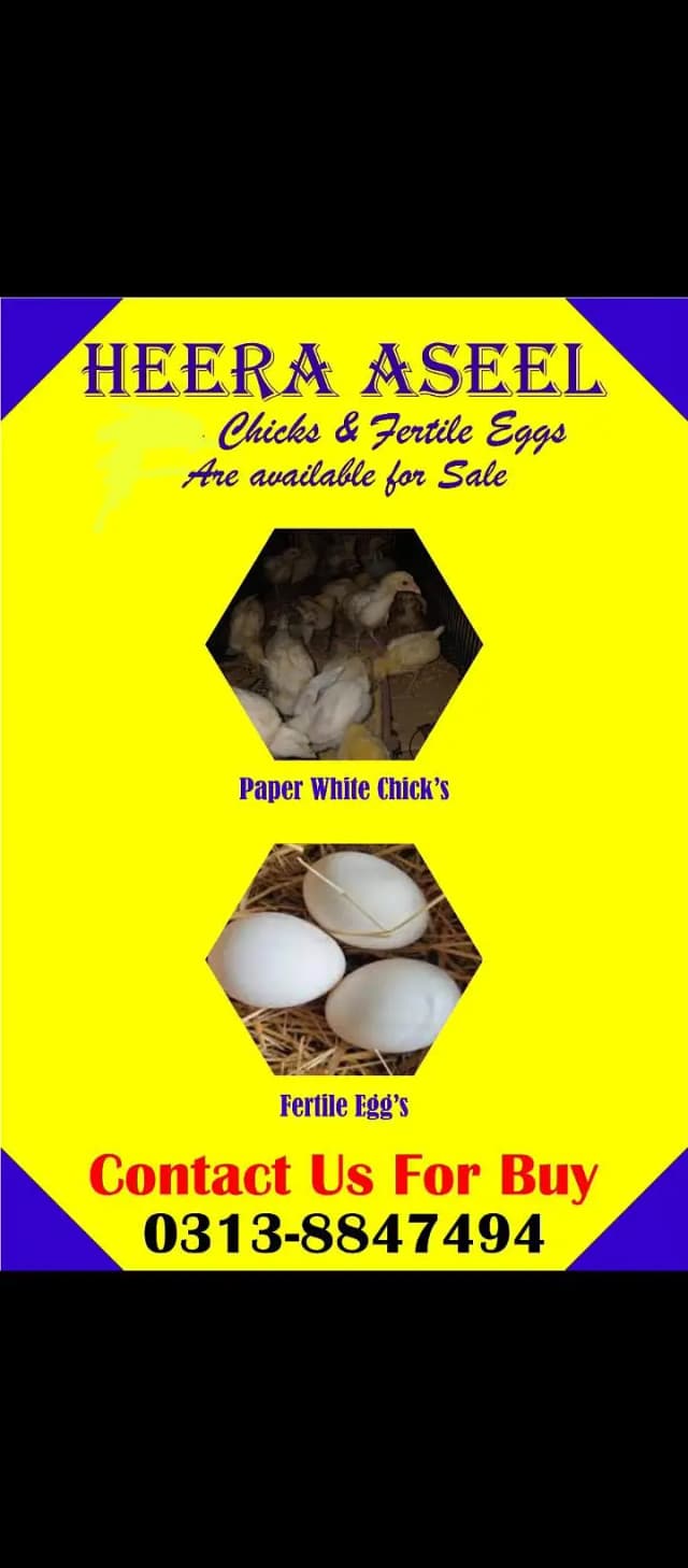 Heera Aseel - Paper White Breeder Pairs
