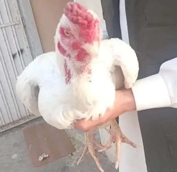 Golden Shade White  Aseel Murgha For Sale