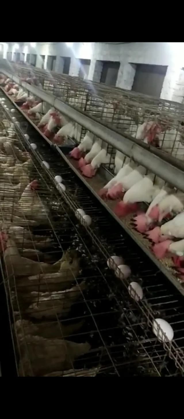 commercial white layer hens